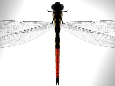 Fiery Jewel dragonfly 3D model