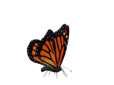 Butterfly Collection Pack 1-6 Low-poly 3D model