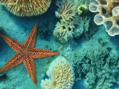 Starfish Marine Creature Model 3D model