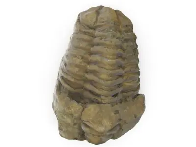 Trilobite - Fossil 02 - Low and High Poly versions 3D model
