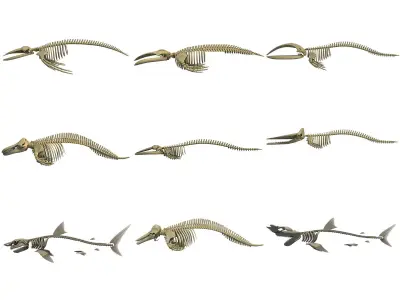 Aquatic Skeletons 3D Models 3D model