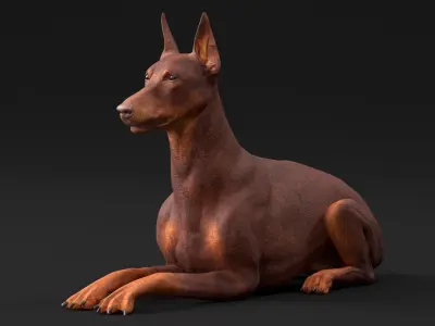 Doberman Dog Brown Lying Down 3D model