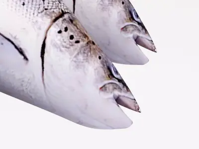 Semga Fish 3D model