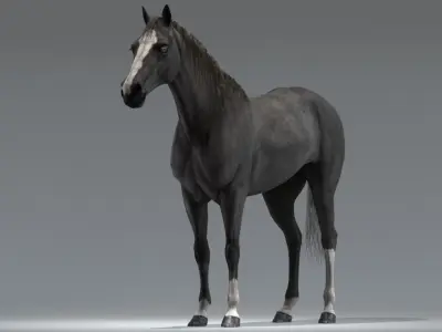 Horse Black Rigged 3D model