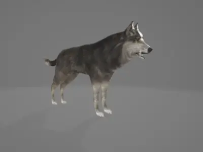 Animated Wolf 3D model