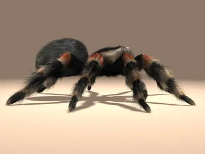 Tarantula (Mexican Redknee) (FUR) 3D model