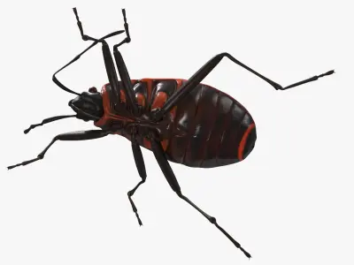  Pyrrhocoris Apterus Crawling Insect Red Black 