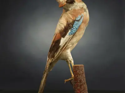 9 Birds Collection V2 Low-poly 3D model