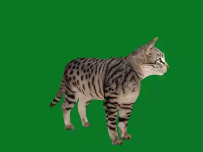 Silver Tabby Cat Free low-poly 3D model