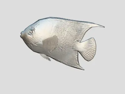 Queen Angelfish Realistic Animated Low-poly 3D model