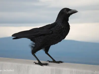 Common Raven Soars Animated Rigged 3D model