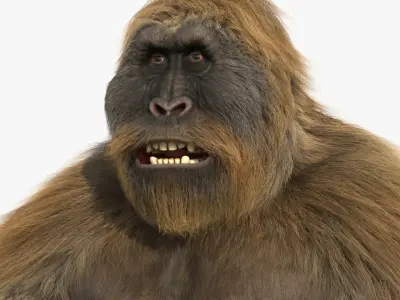 Gigantopithecus Fur Rigged 3D model