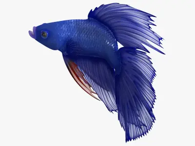  Blue Betta Fish Rigged for Cinema 4D 