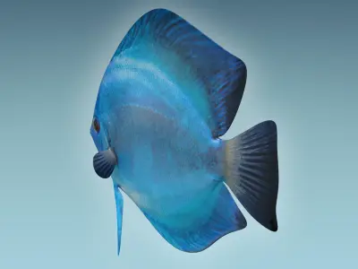 Discus Fish 3 3D model