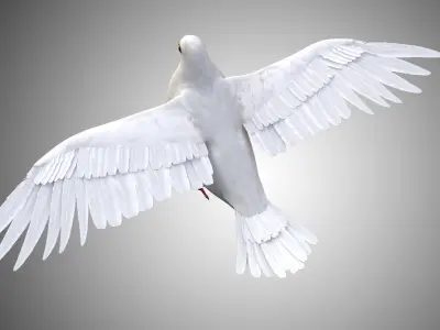 Realistic Rigged High Detailed Low Poly Dove 3D model
