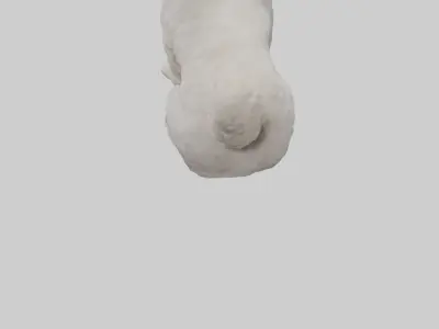 Cockapoo wagging tail model 3D model