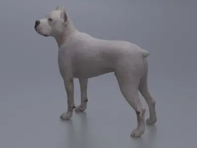 Pitbull Low-poly 3D model