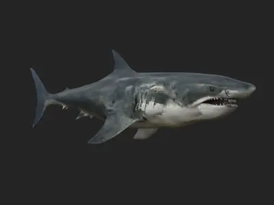 White Shark Low-poly 3D model buy