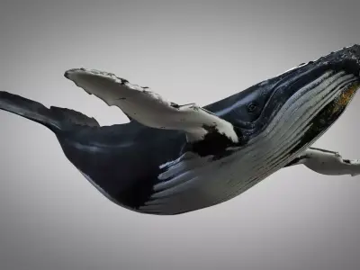 Humpback Whale 3D model shop