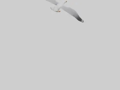 Gull flying model Low-poly 3D model