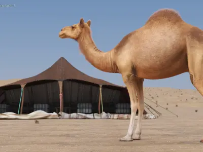  Dromedary Camel with Fur 