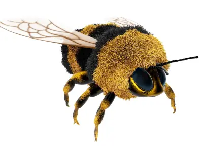 Bumblebee cartoon rigged animated Low-poly 3D model