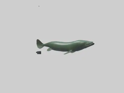 Electric Eel swimming model 3D model