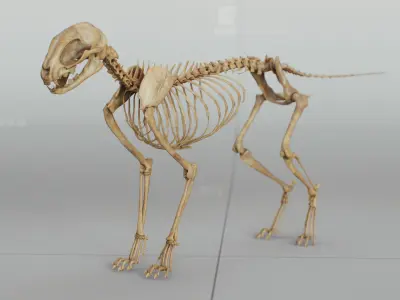 Cat Skeleton 3D model purchase
