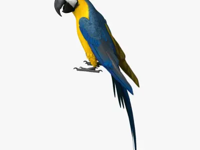  Ara Ararauna 'Blue-and-yellow Macaw Parrot' 