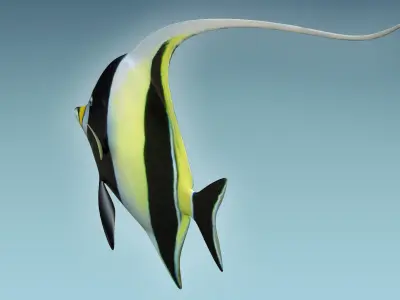 Manfish angel fish 3D model