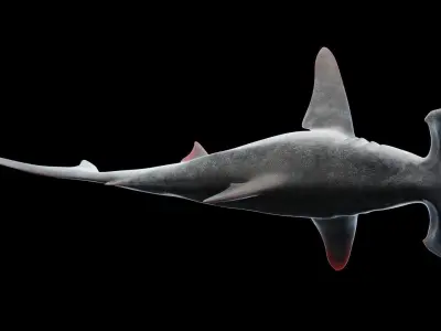 Hammerhead Shark Low-poly 3D model buy