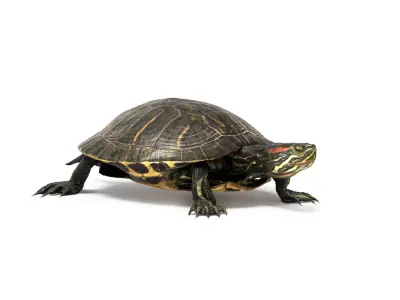 Aquatic Turtle Rigged 3D model