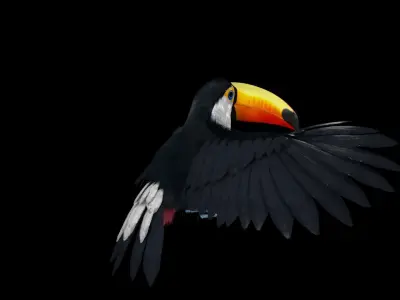 Ramphastos toco 3D model