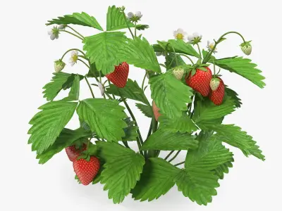 Strawberry Plant Bush with Fruits 3D model