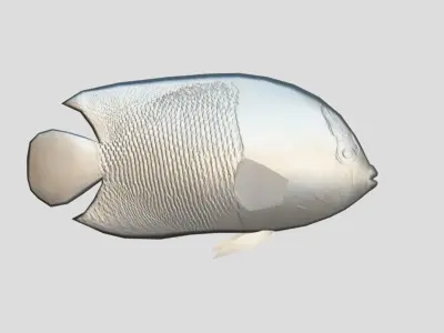 Bicolor Angelfish Low-poly 3D model
