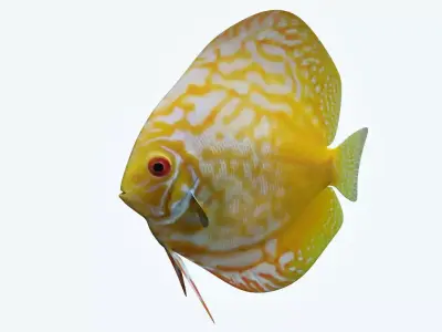 Discus Fish 8 3D model