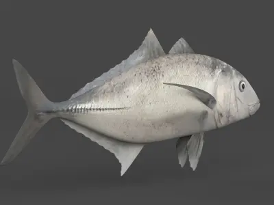 Trevally Fish 3D model purchase
