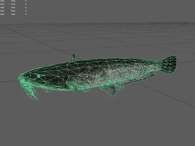 Catfish Low-poly 3D model 14