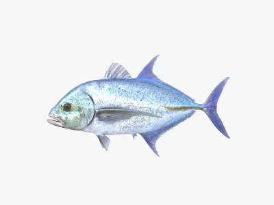 Bluefin Trevally 3D model