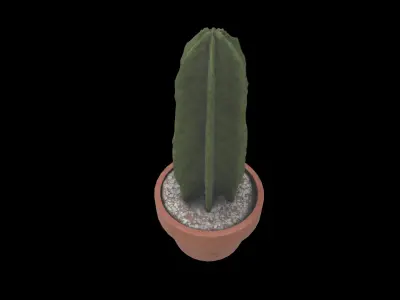 plant cactus 02 3D model