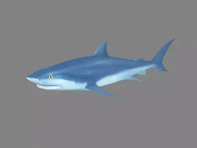 Cartoon Shark Low-poly 3D model