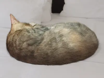 Cat sleeping Low-poly 3D model