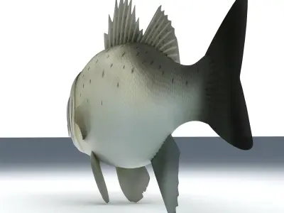 Perch Weever Sea Bass Fish Low-poly 3D model