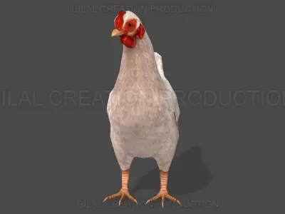 White Hen chicken Animated Low-poly 3D model