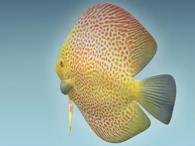 Discus Fish 5 3D model