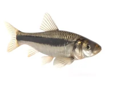 Fish Chub 3D model