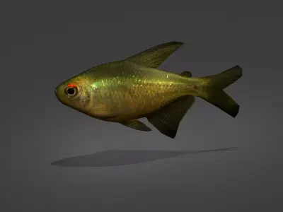 Zitronensalmler fish Low-poly 3D model