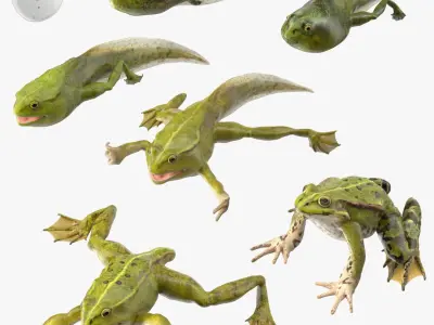 Frog Life Cycle Stages Rigged 3D model