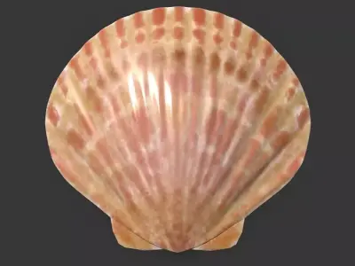 Ocean-Inspired Sea Shell 3D Model Low-poly 3D model
