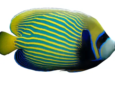 Emperor Angelfish 3D model buy